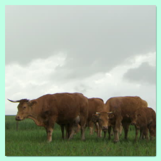 KingGnu,ヌー